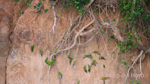 Chestnut-fronted Macaw - ML621367373