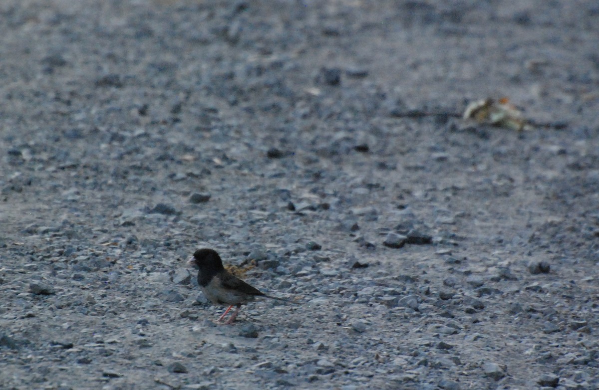 Dark-eyed Junco - ML621367437