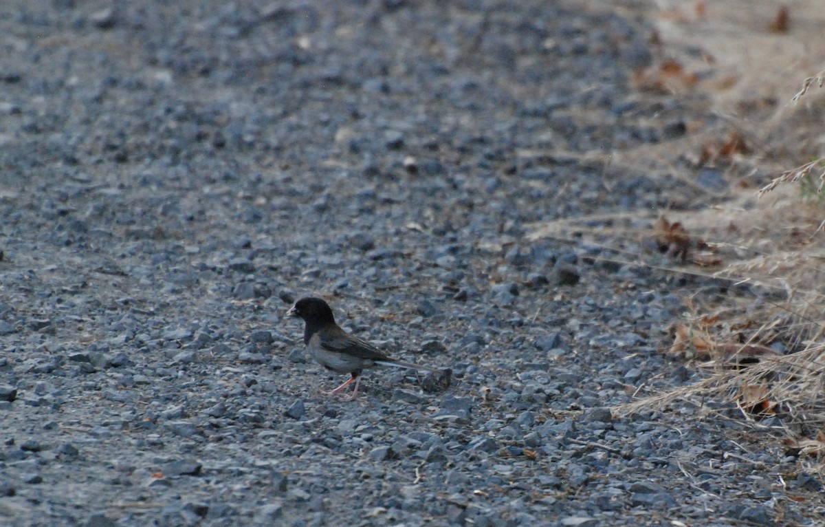 Dark-eyed Junco - ML621367438