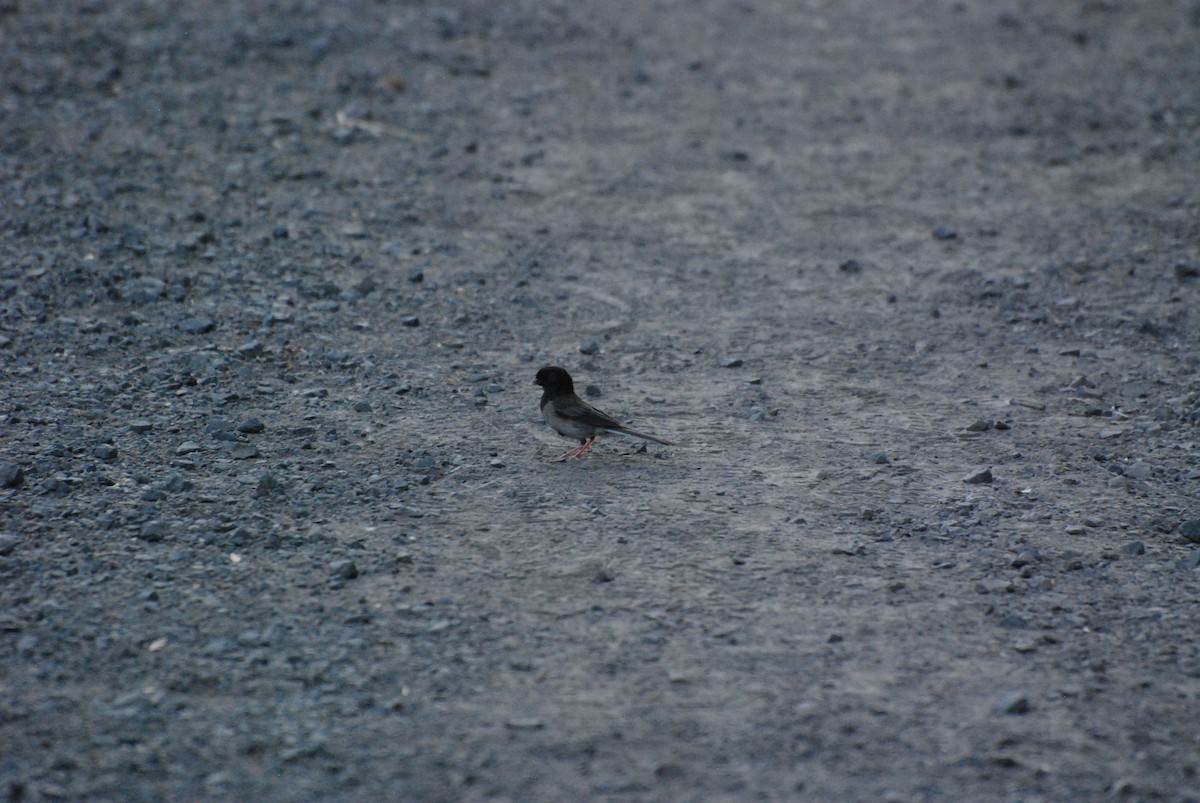 Dark-eyed Junco - ML621367439