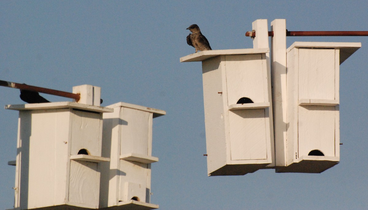 Purple Martin - ML621367473