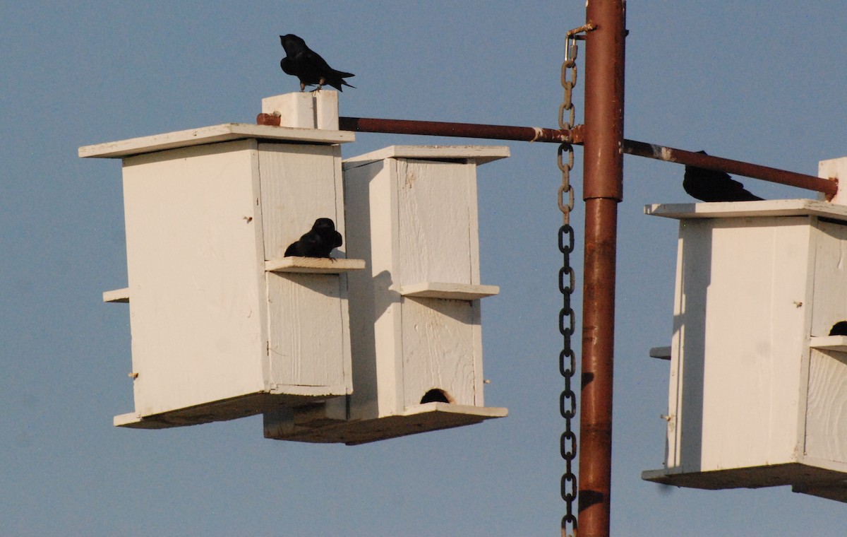 Purple Martin - ML621367475