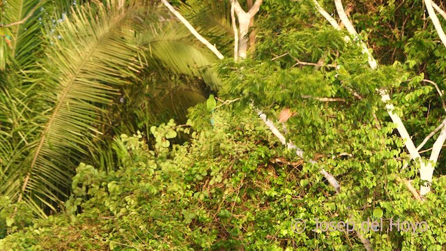 Chestnut-fronted Macaw - ML621367517