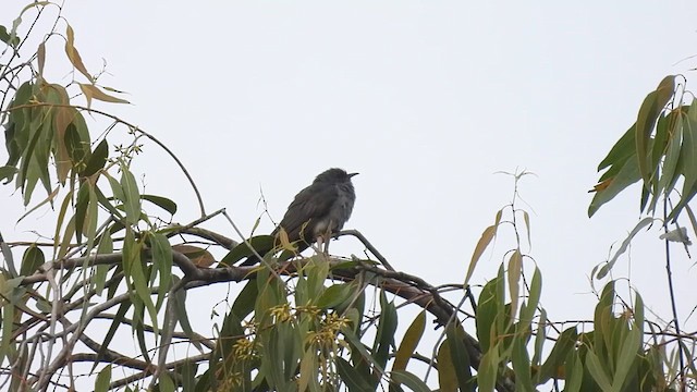 Gray-bellied Cuckoo - ML621367535