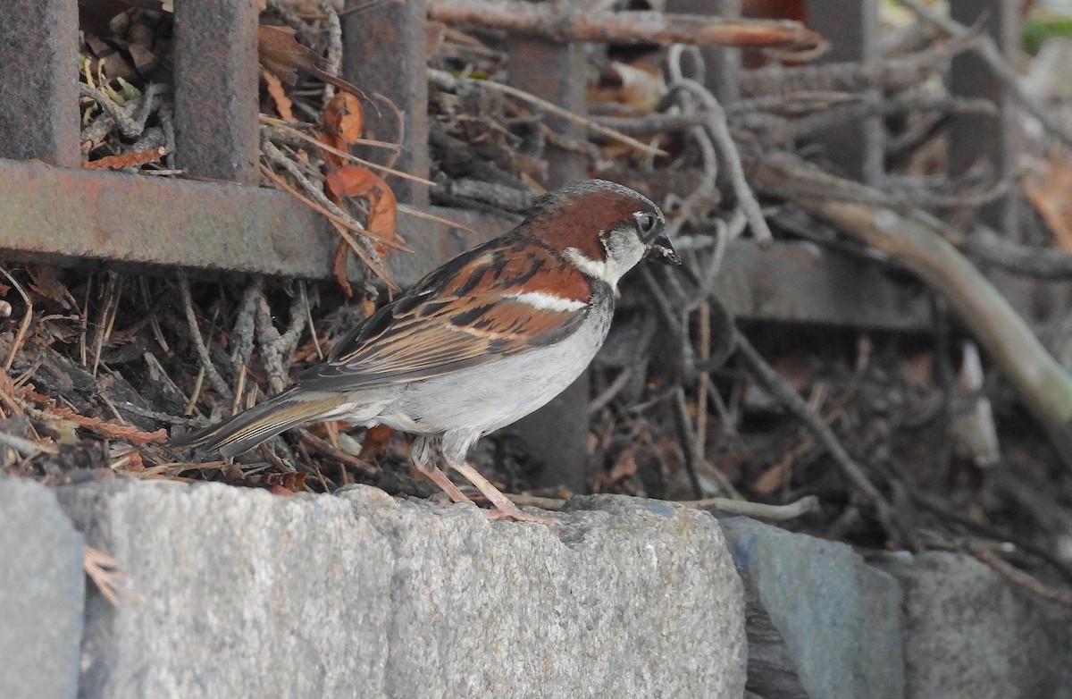 House Sparrow - ML621367541