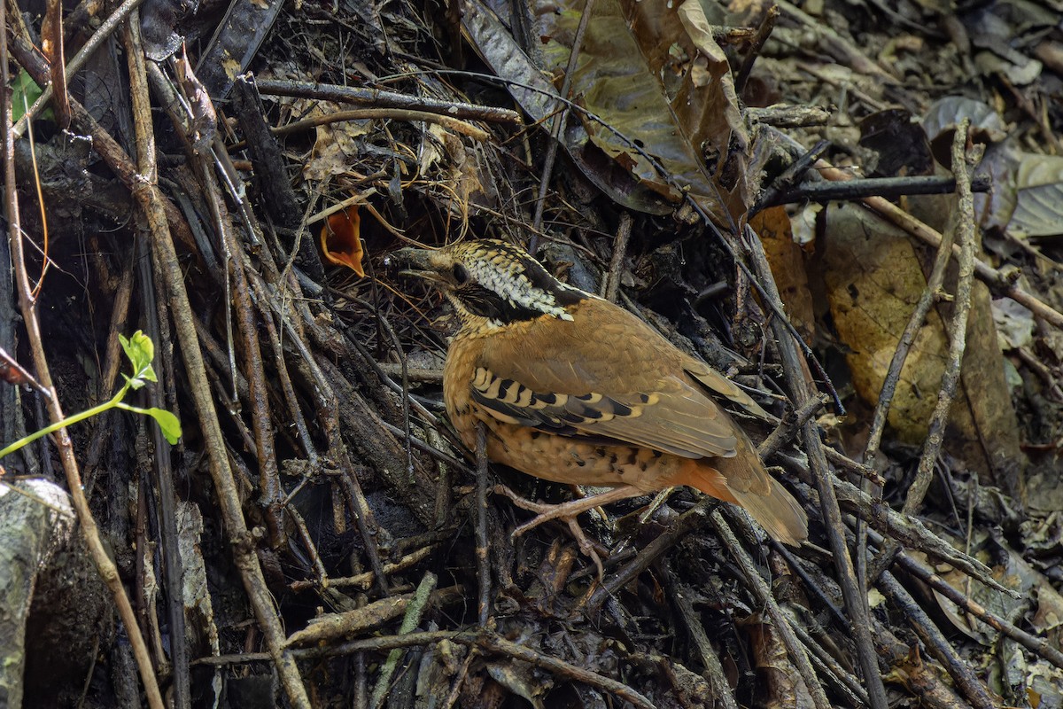 Eared Pitta - ML621367551