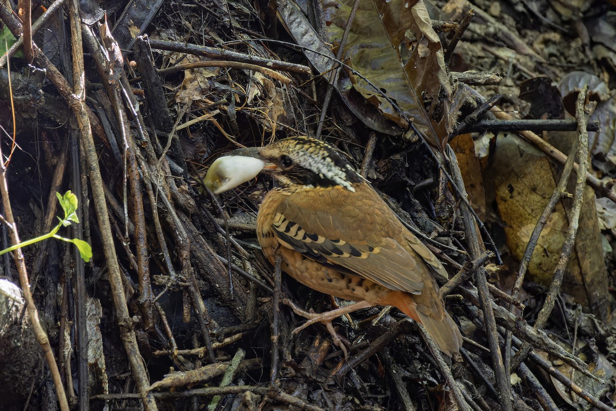 Eared Pitta - ML621367558