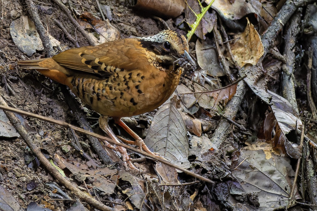 Eared Pitta - ML621367559