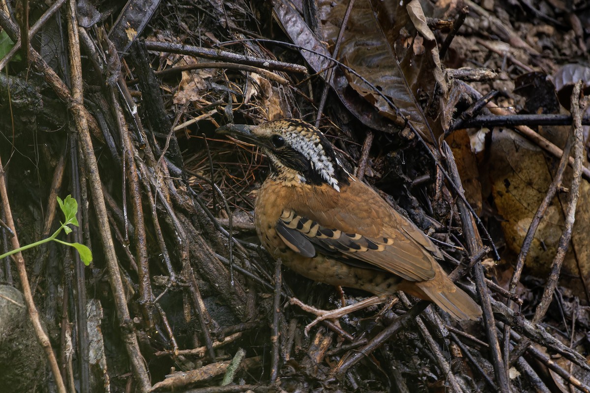 Eared Pitta - ML621367560