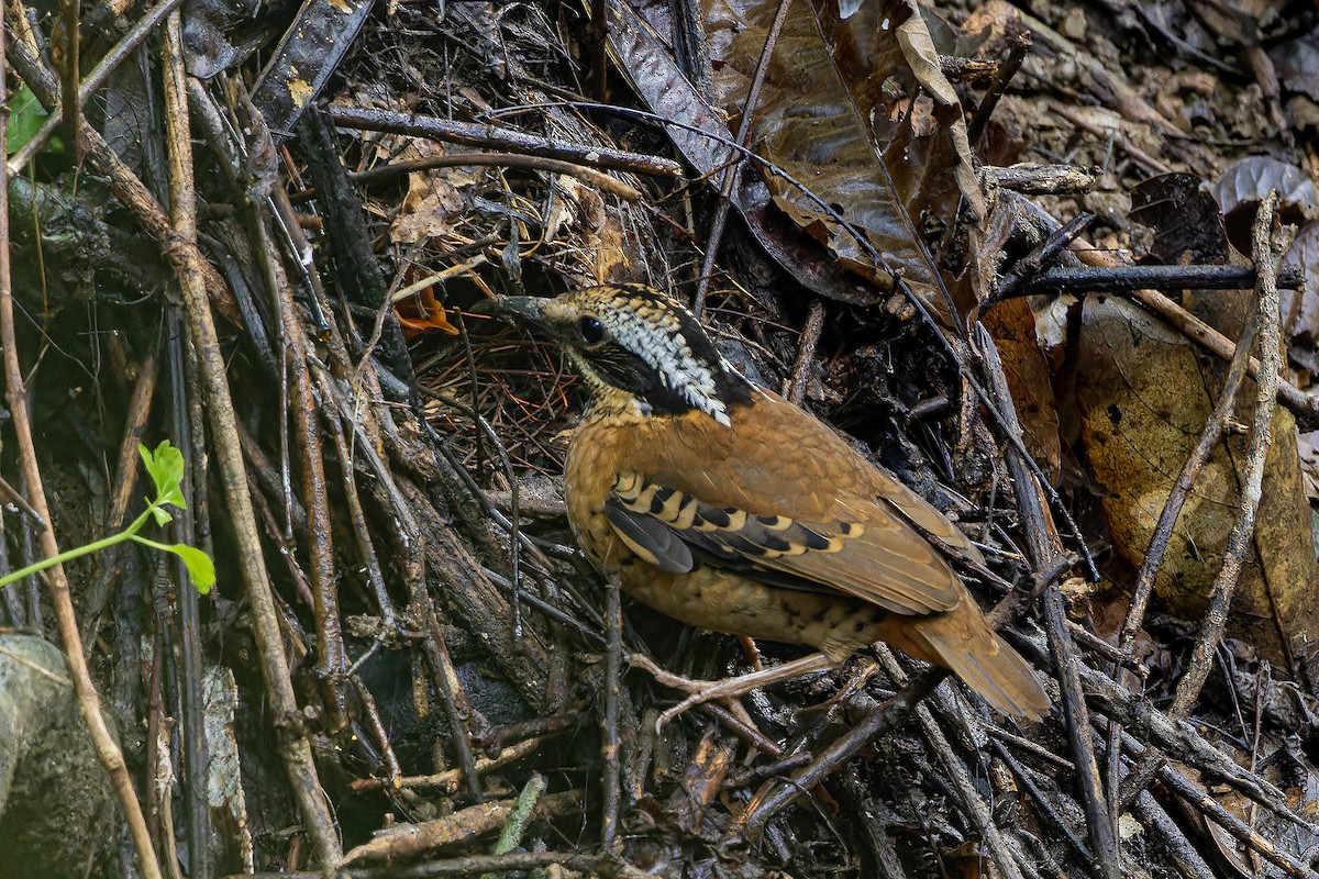 Eared Pitta - ML621367561