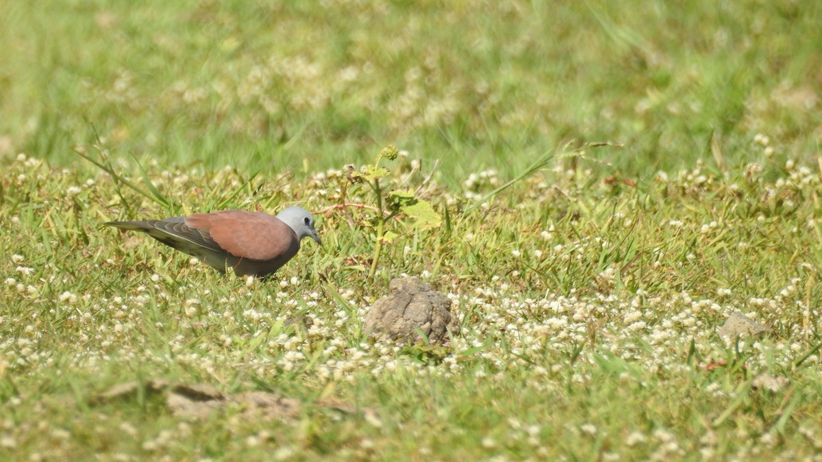 Red Collared-Dove - ML621367566