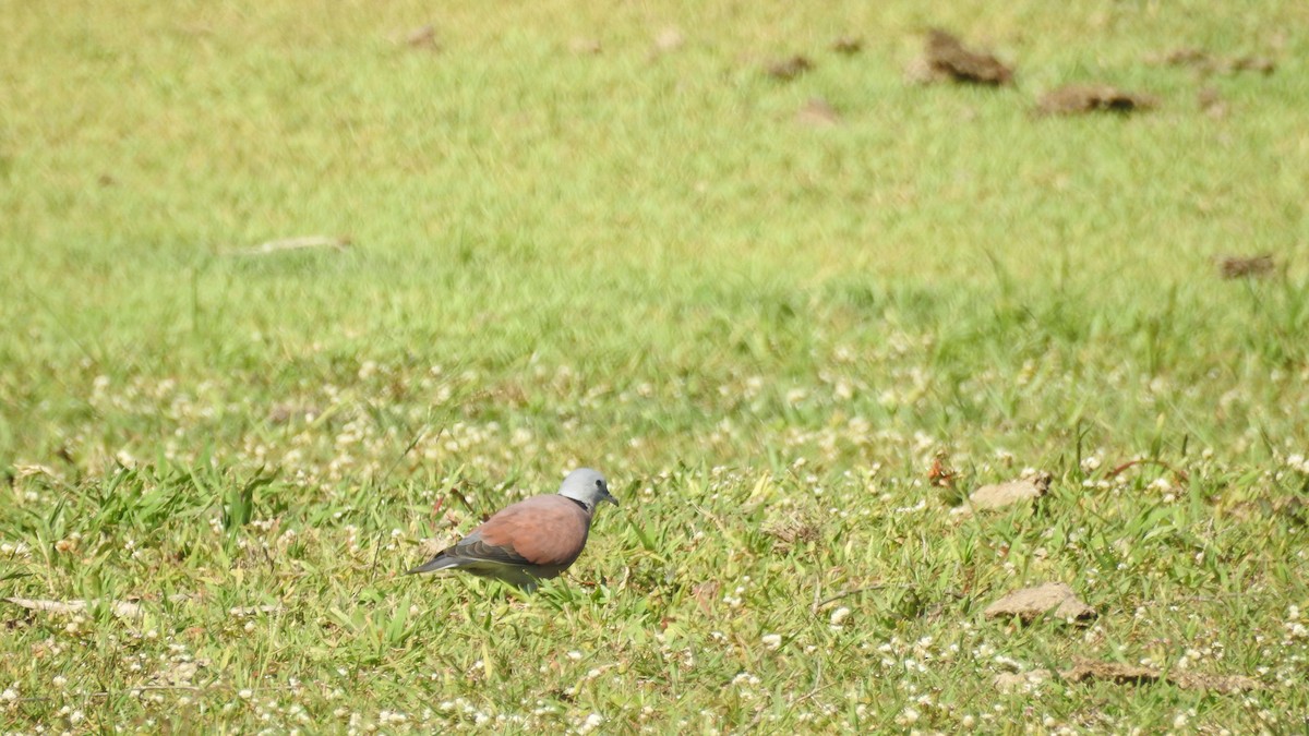 Red Collared-Dove - ML621367568