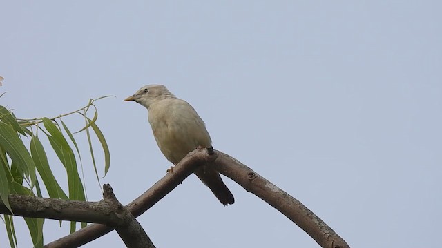 Malabar Starling - ML621367616