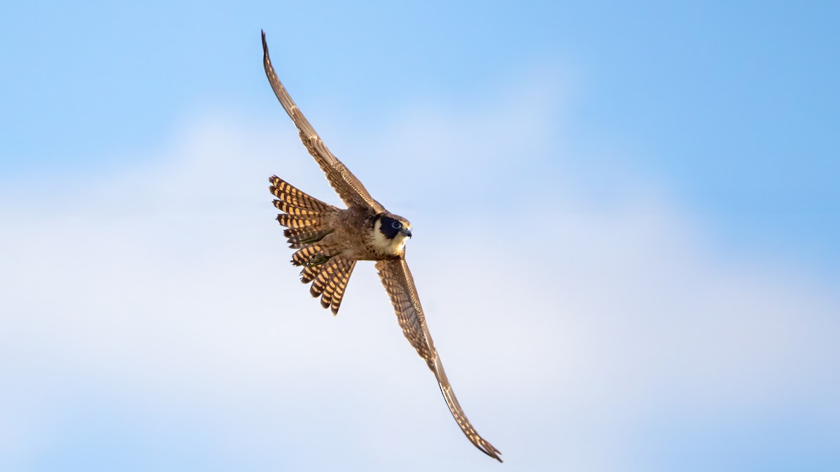 Australian Hobby - ML621367651