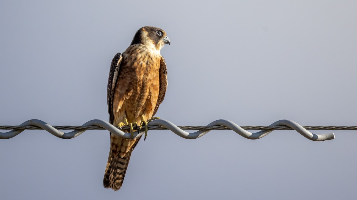 Australian Hobby - ML621367652