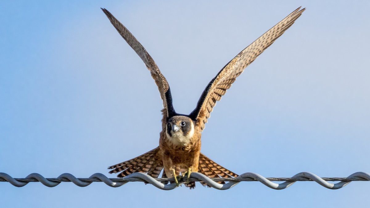 Australian Hobby - ML621367653