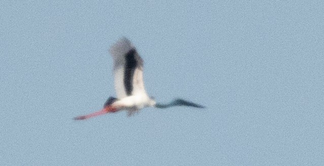 Black-necked Stork - ML621367655