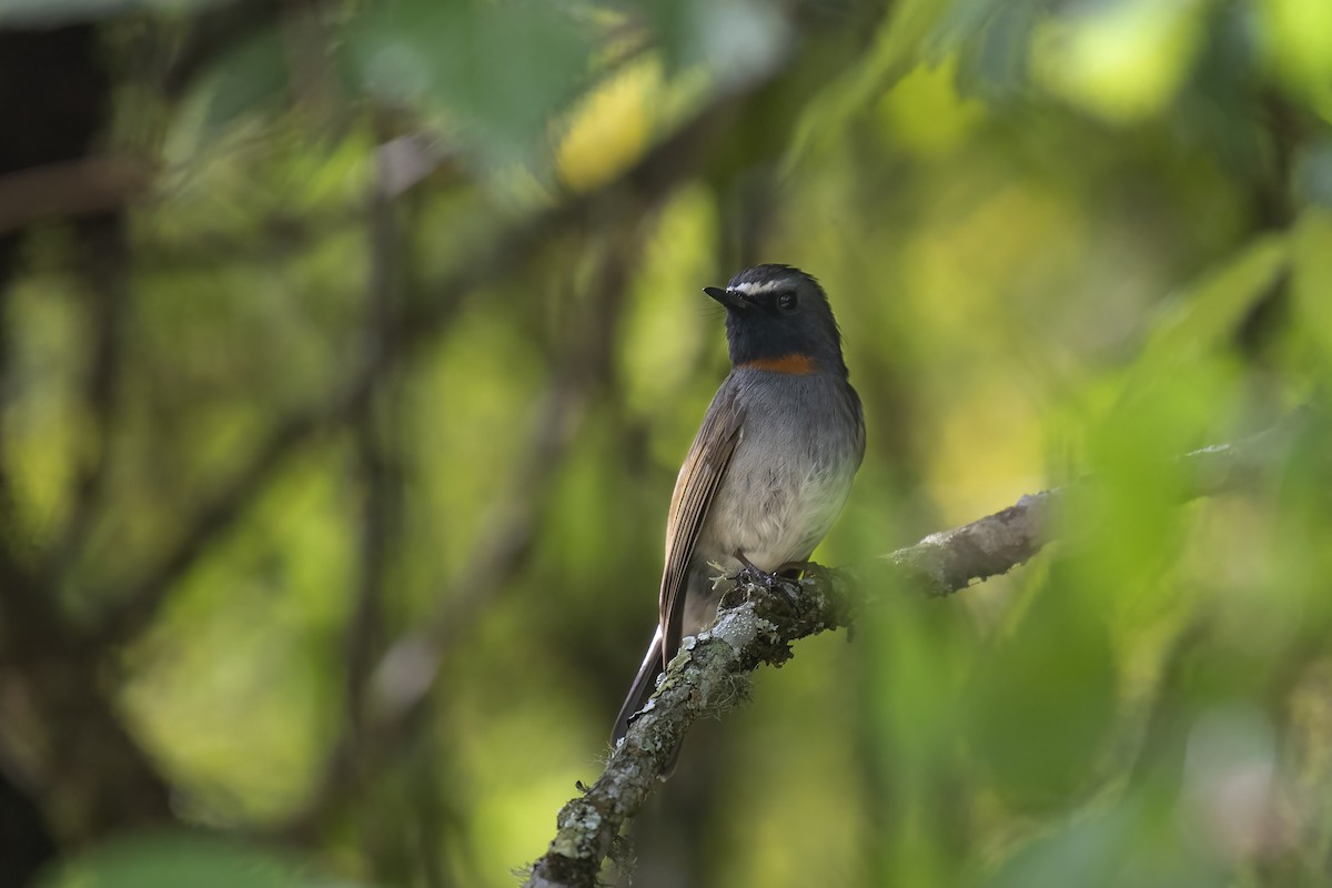 Rufous-gorgeted Flycatcher - Samyam Rumba