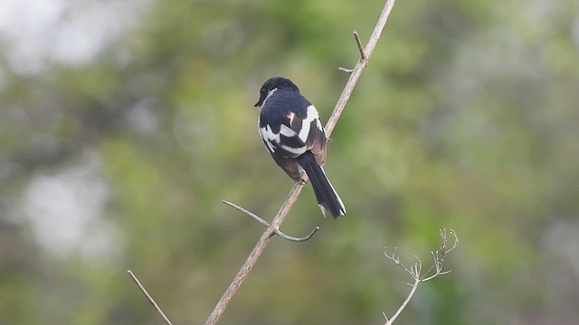 White-bellied Minivet - ML621367815