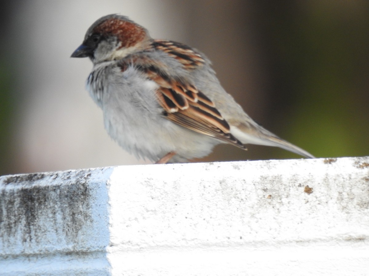 House Sparrow - ML621367829