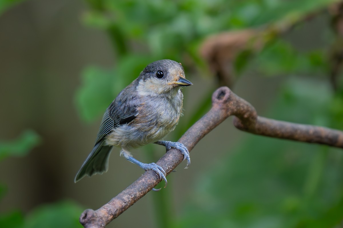 Varied Tit - ML621368327