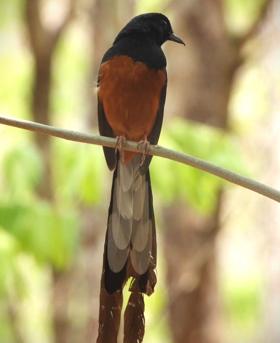 White-rumped Shama - Utain Pummarin