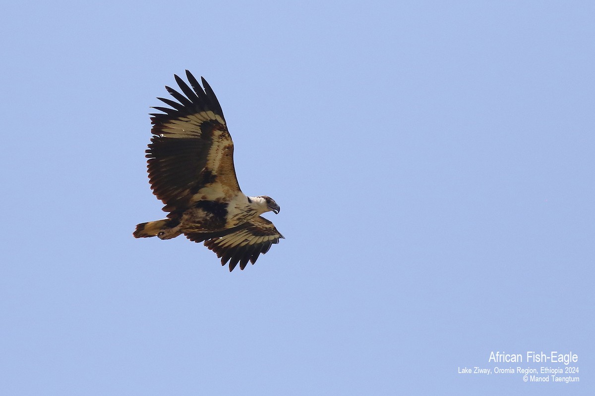 African Fish-Eagle - ML621368367