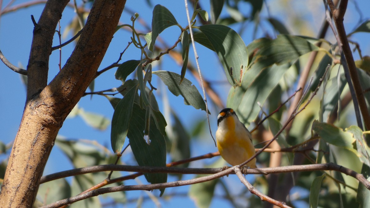 Pardalote Estriado (grupo melanocephalus) - ML621368412