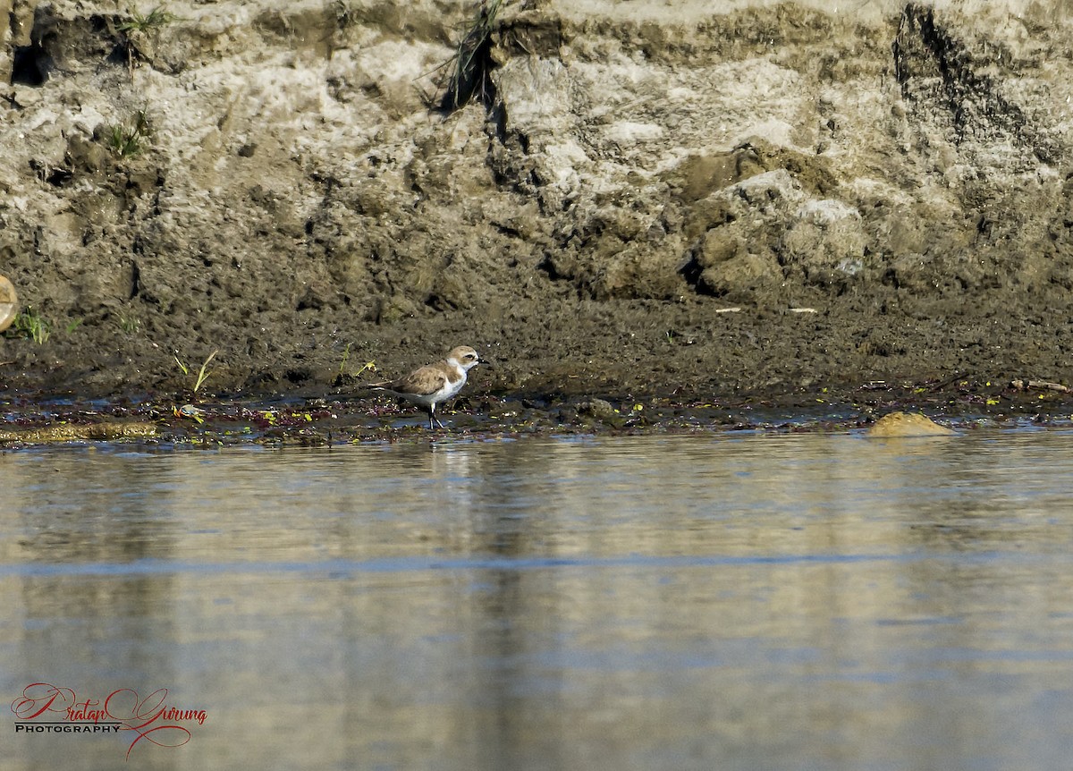 Kentish Plover - ML621368457