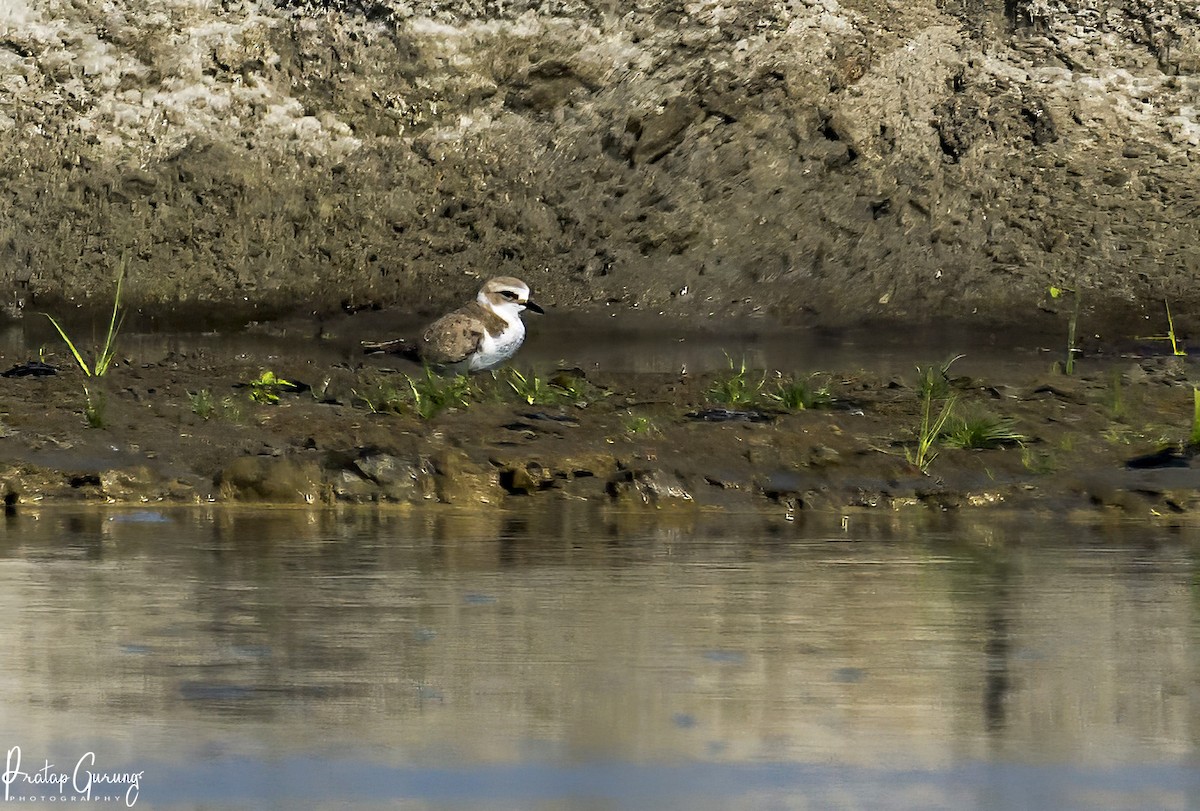 Kentish Plover - Pratap Gurung