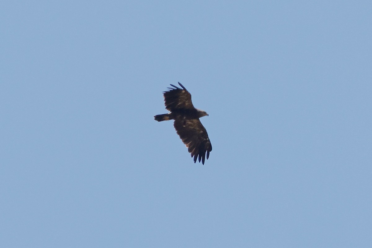 Águila Pomerana - ML621368476