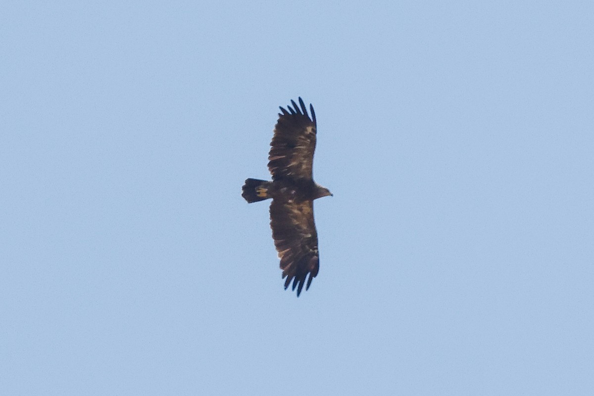 Lesser Spotted Eagle - ML621368479