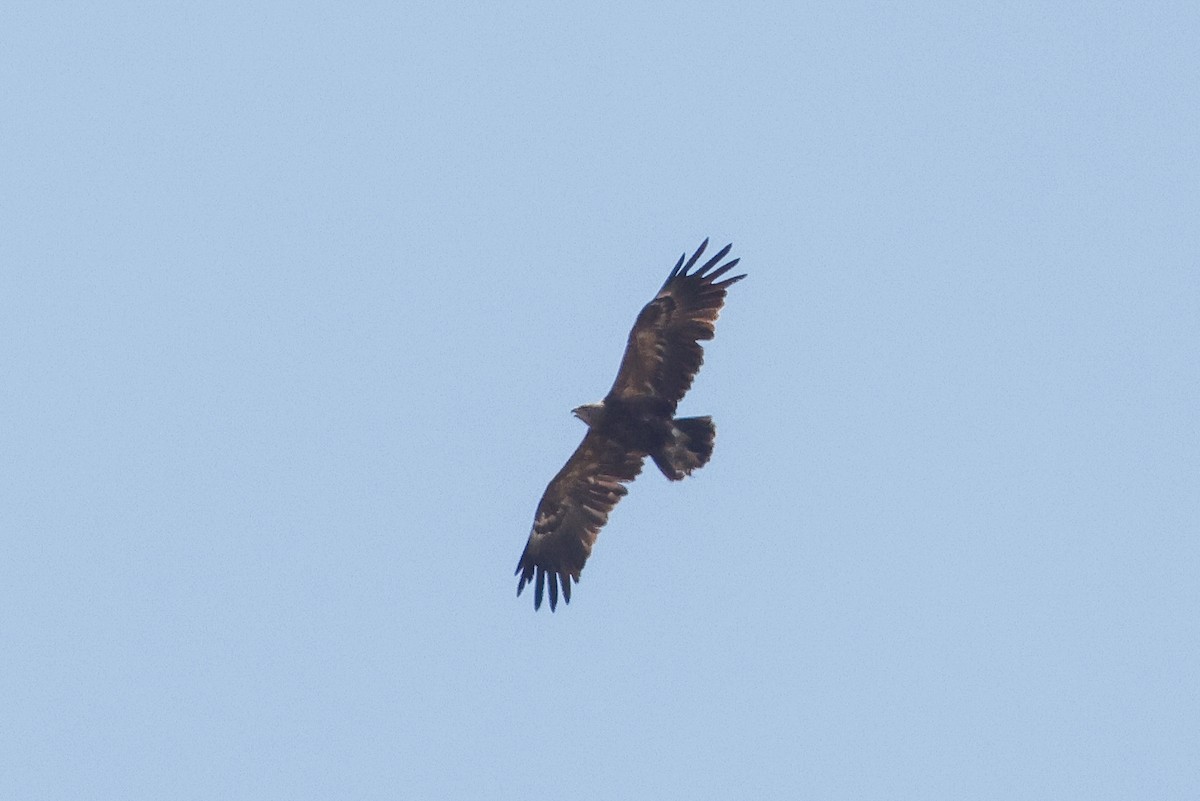 Lesser Spotted Eagle - ML621368480