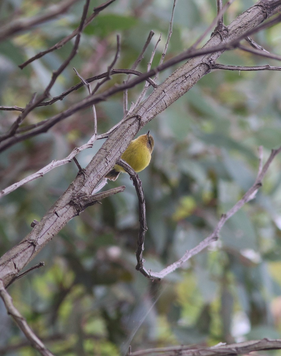 Yellow Thornbill - ML621368594