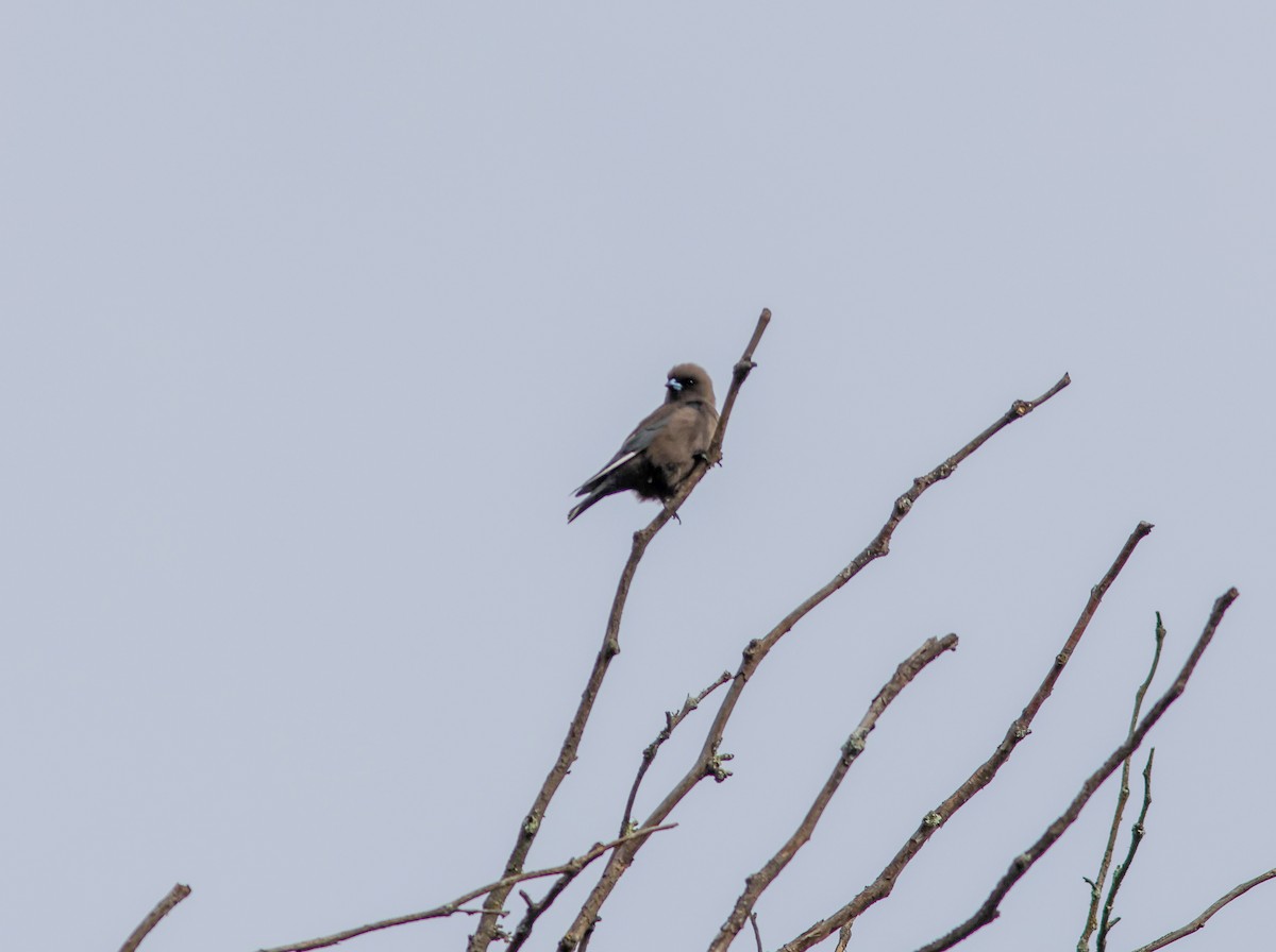 Dusky Woodswallow - Greg McLachlan