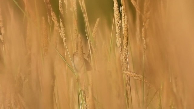 Sedge Wren - ML621368620