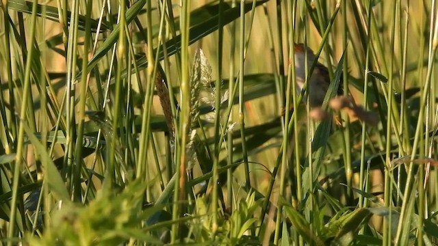 Sedge Wren - ML621368621