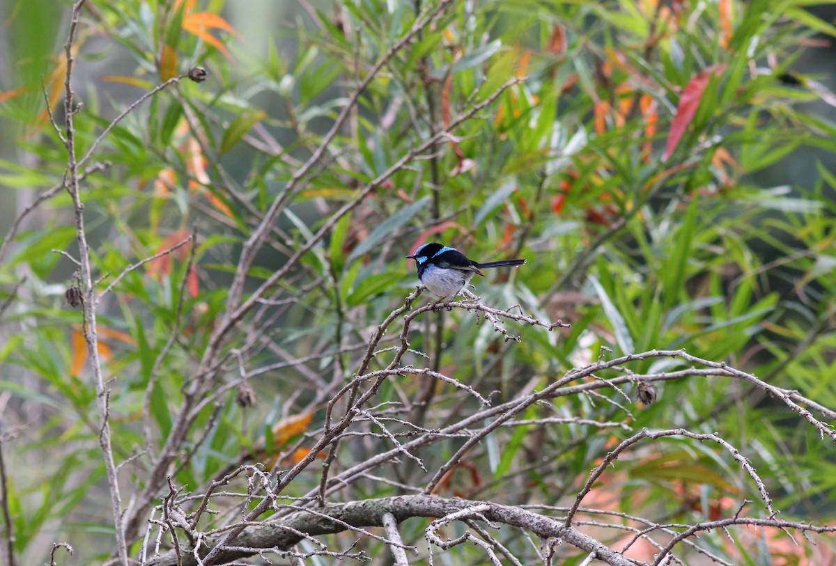 Superb Fairywren - ML621368638