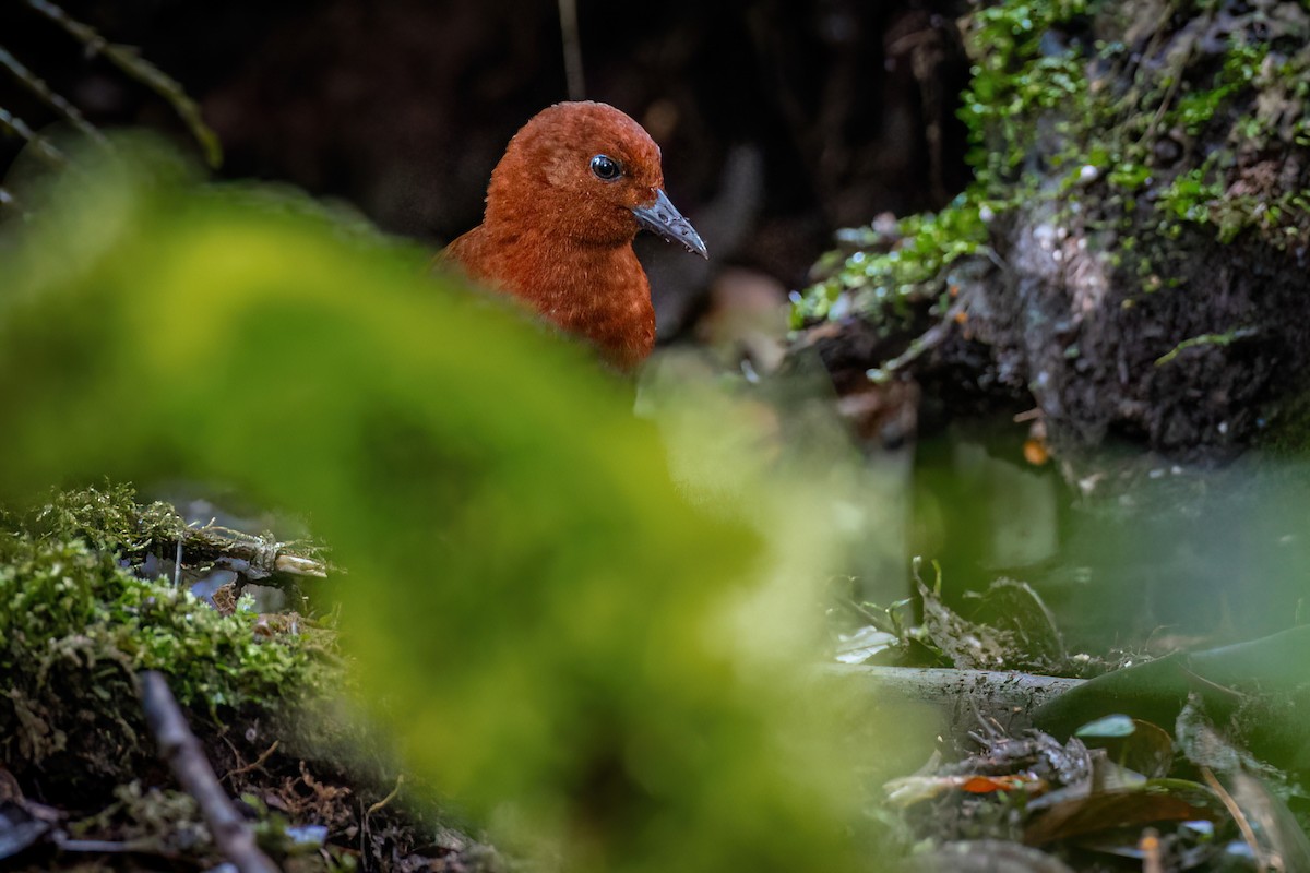 Chestnut Forest Rail - ML621368683