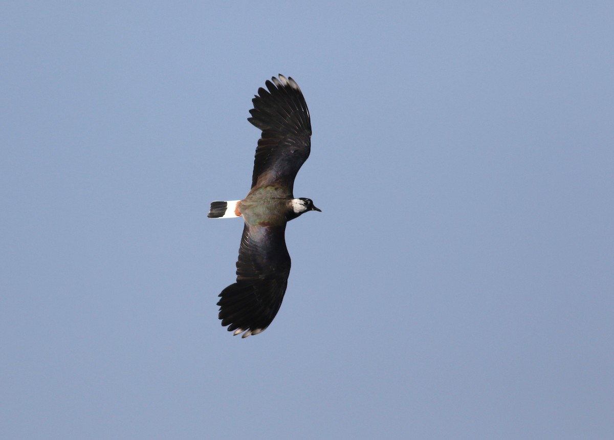 Northern Lapwing - ML621368694