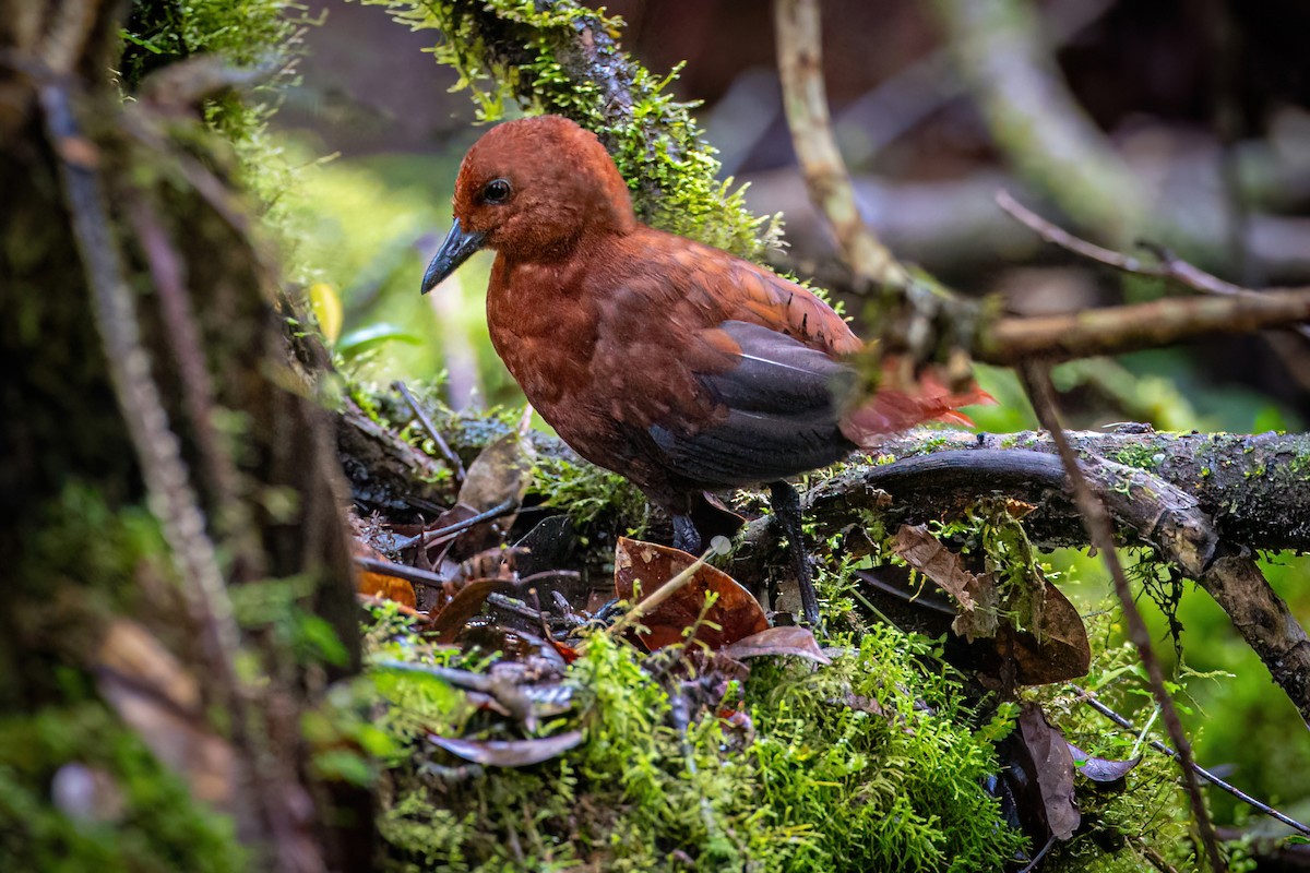 Chestnut Forest Rail - ML621368711