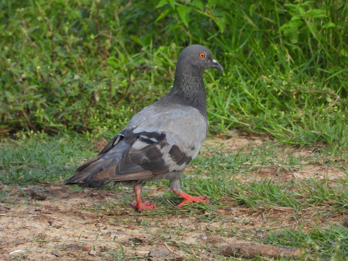 Pigeon biset (forme domestique) - ML621368777