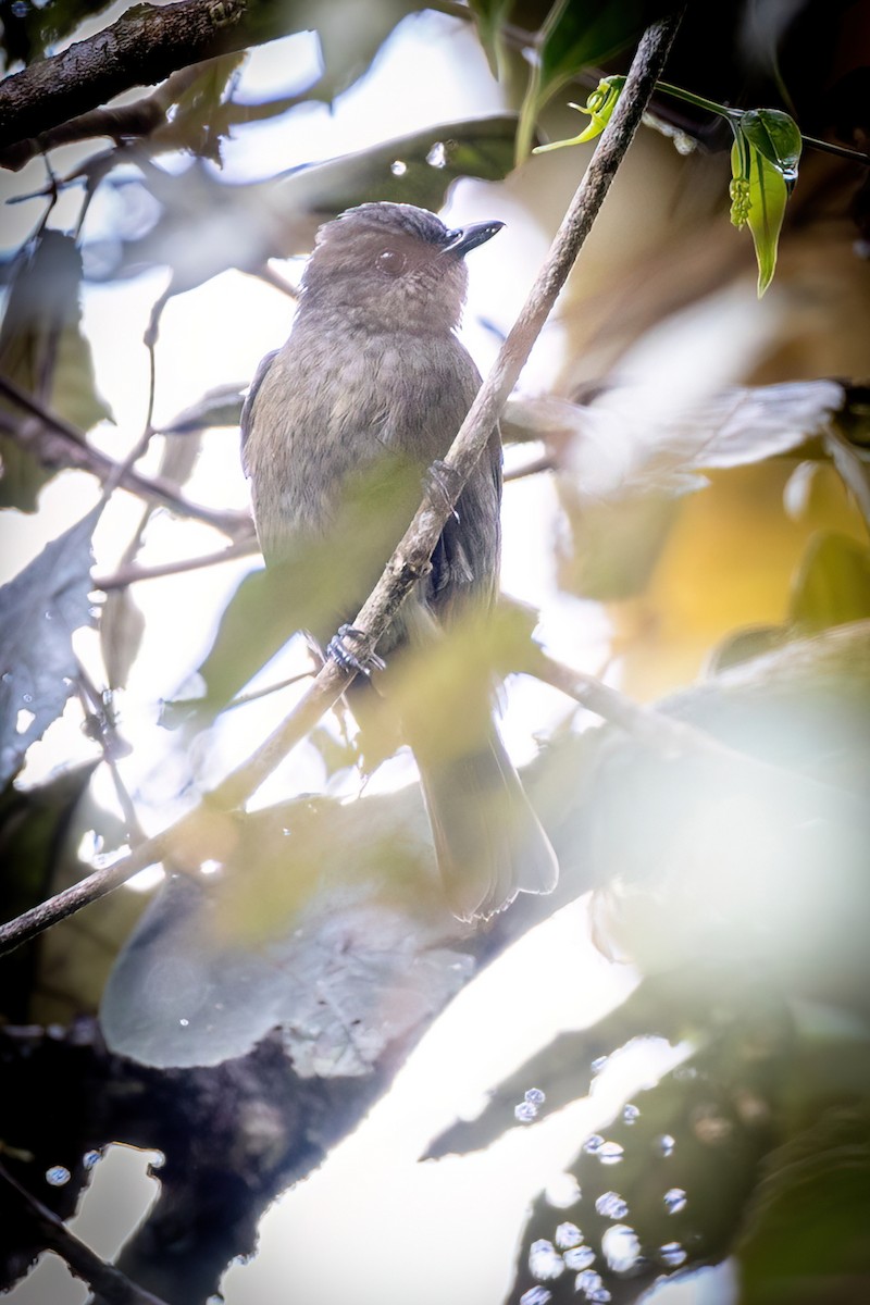 vatreplystrer - ML621368785