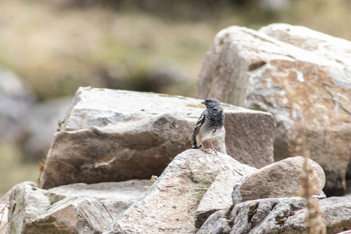 Mourning Sierra Finch - ML621368797