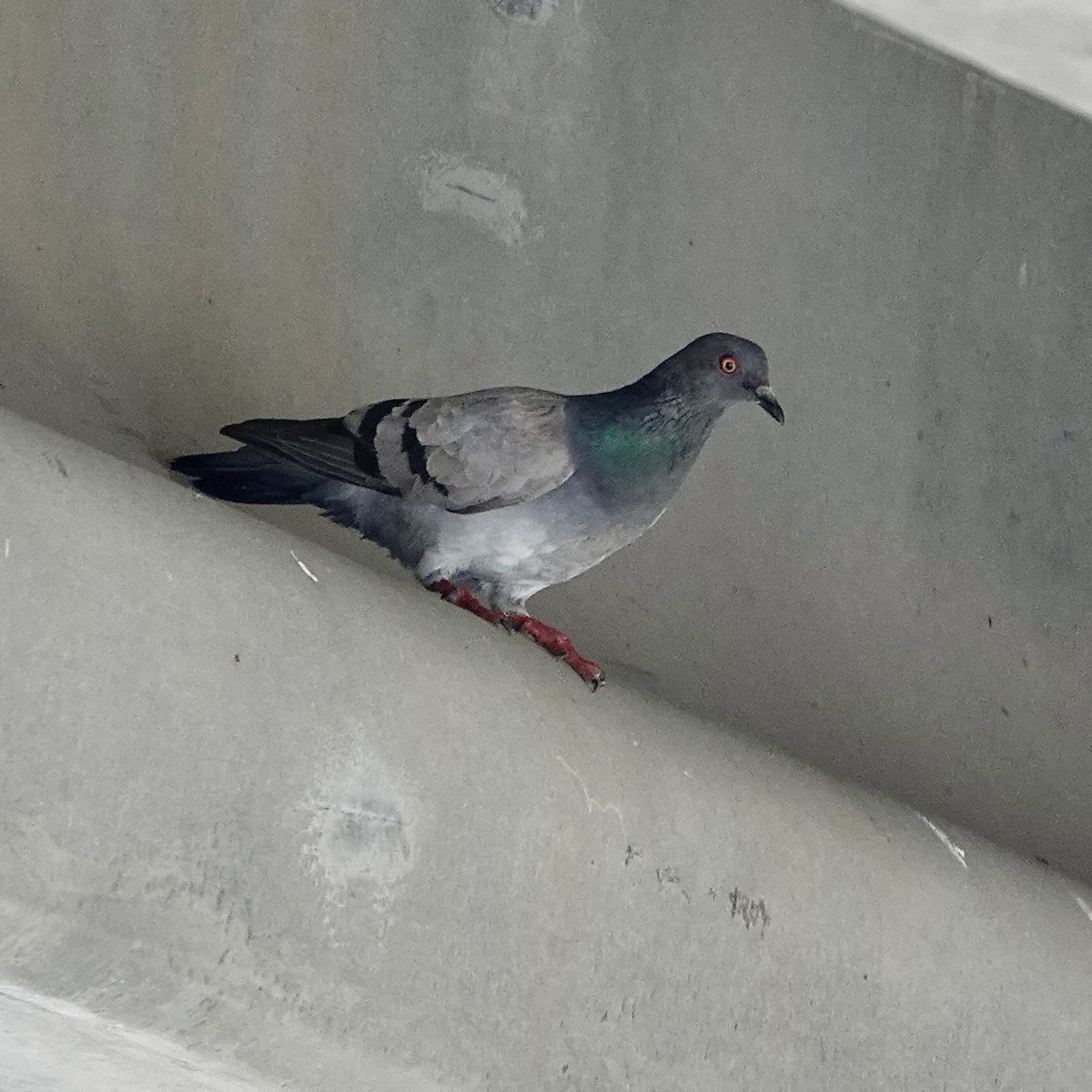 Pigeon biset (forme domestique) - ML621368891