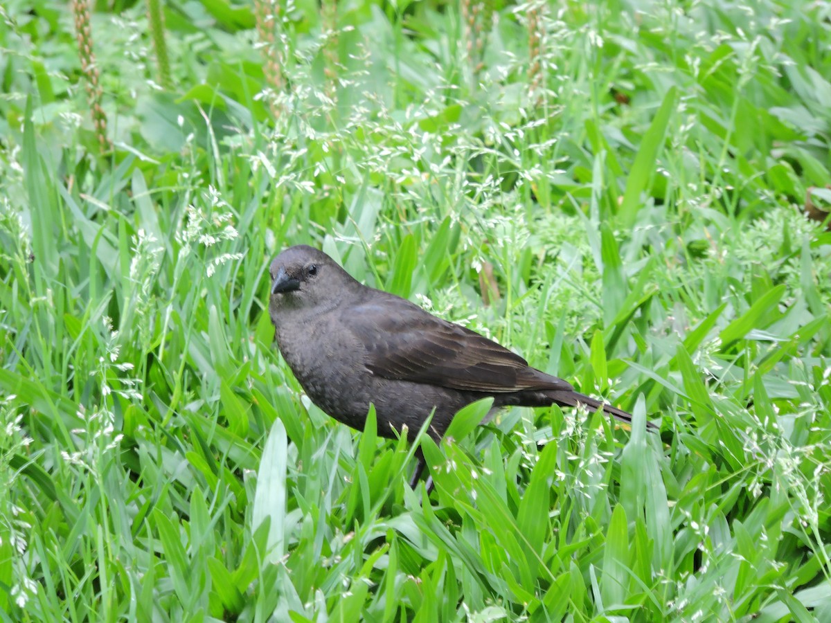 Shiny Cowbird - Edu Martins