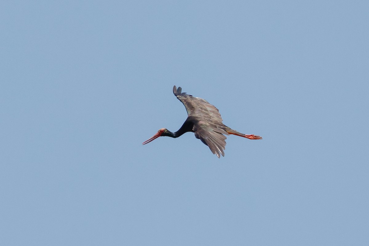 Black Stork - ML621368935