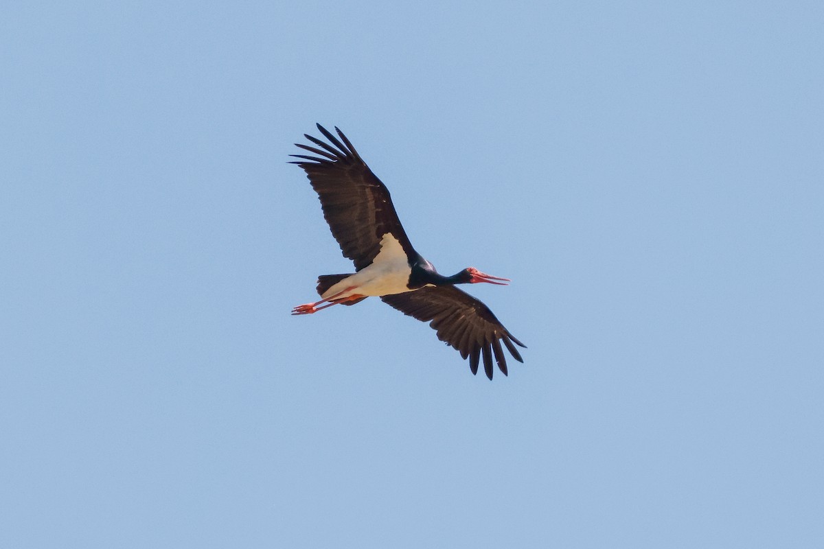 Black Stork - ML621368937