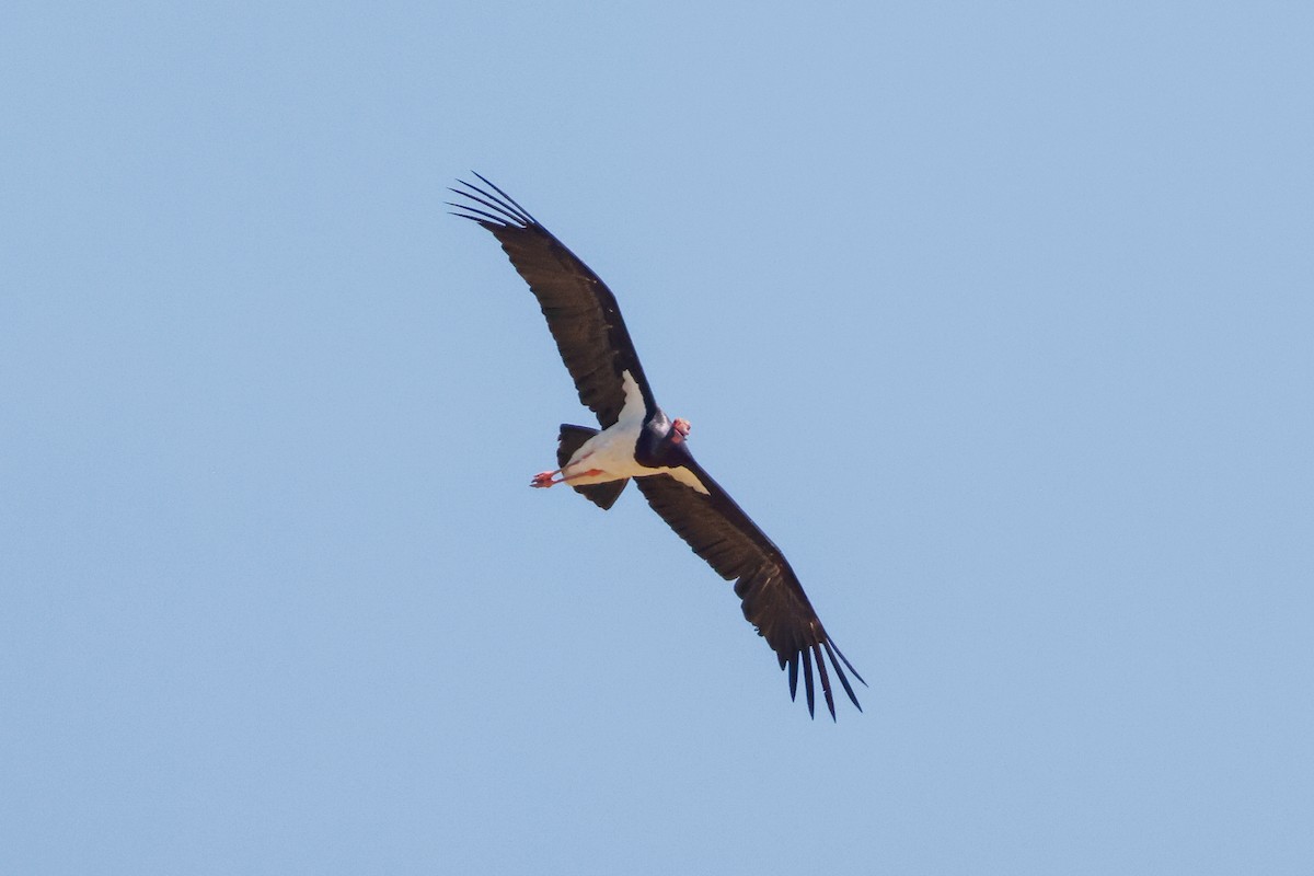 Black Stork - Tommy Pedersen