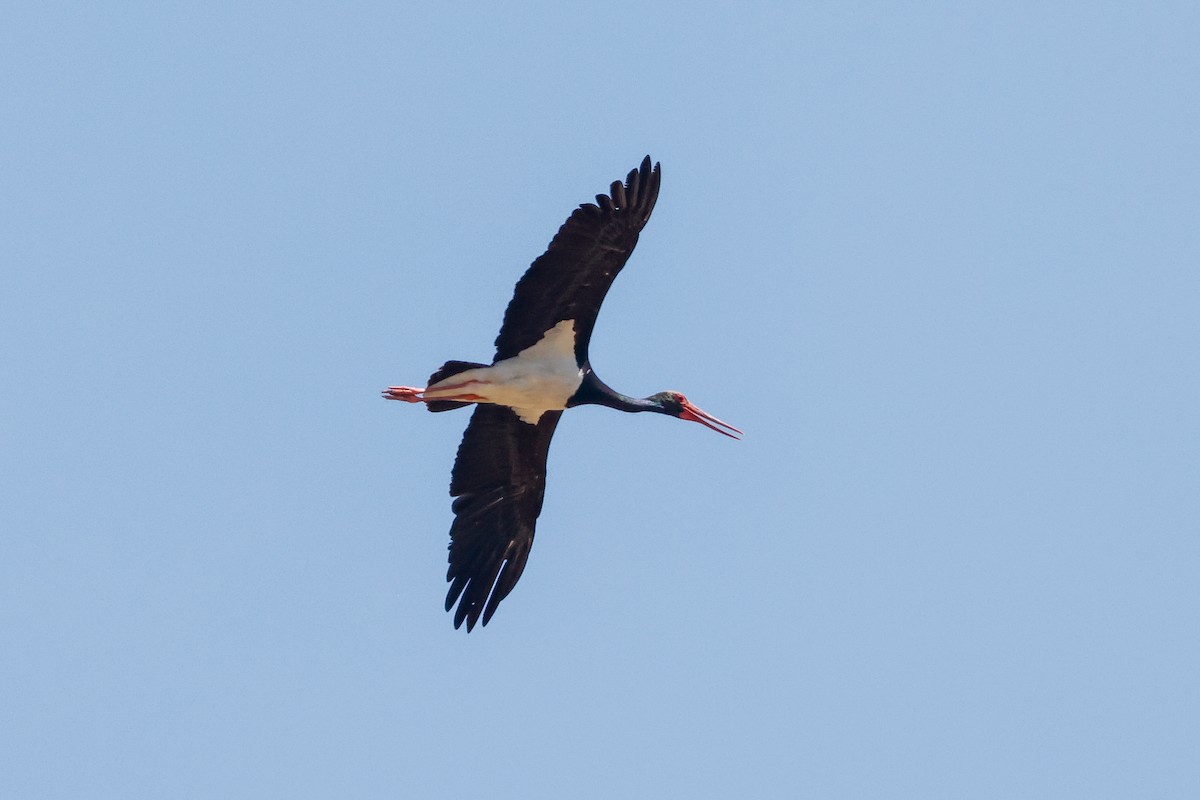 Black Stork - ML621368939